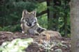 Panoramapark-Wildpark Panoramapark-Wildpark