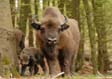 Wisent-Wildnis